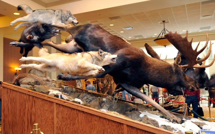 Brian hendricks fox ken taxidermy award master red video