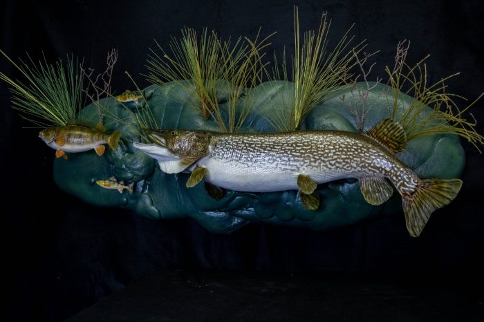 Advanced Bird Wing Preservation: 6 Taxidermy Methods