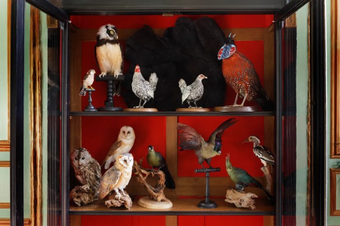 Taxidermy as a Cultural Practice: 10 Global Traditions