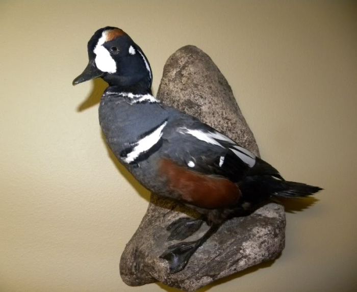Taxidermy sale bird odditiesbizarre