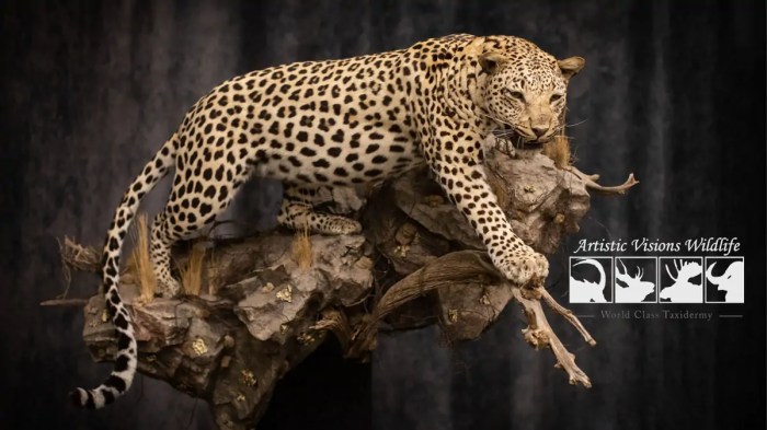 Taxidermy and Wildlife Photography: 10 Complementary Skills