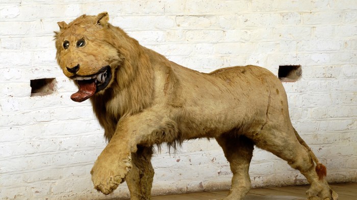 The Science of Preservation: 12 Taxidermy Methods