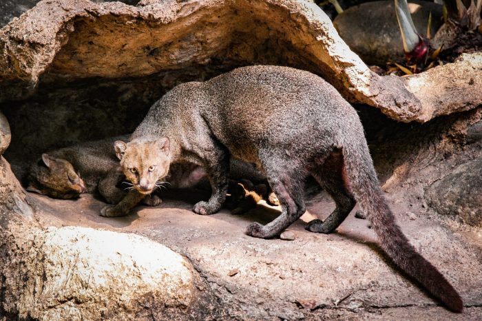 Taxidermy cougar mounts predator ountain cool Taxidermy cougar mounts predator ountain cool