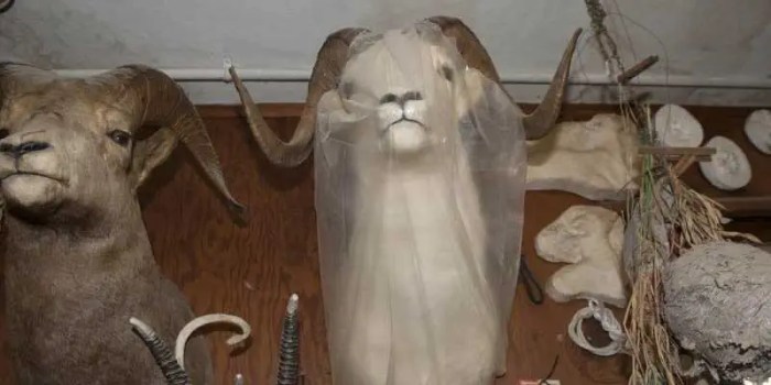 Perfecting Taxidermy Details: 7 Essential Finishing Touches