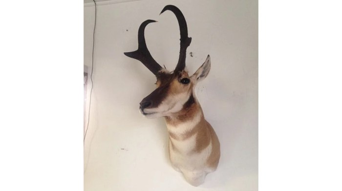 Bear mounts taxidermy grizzly Bear mounts taxidermy grizzly