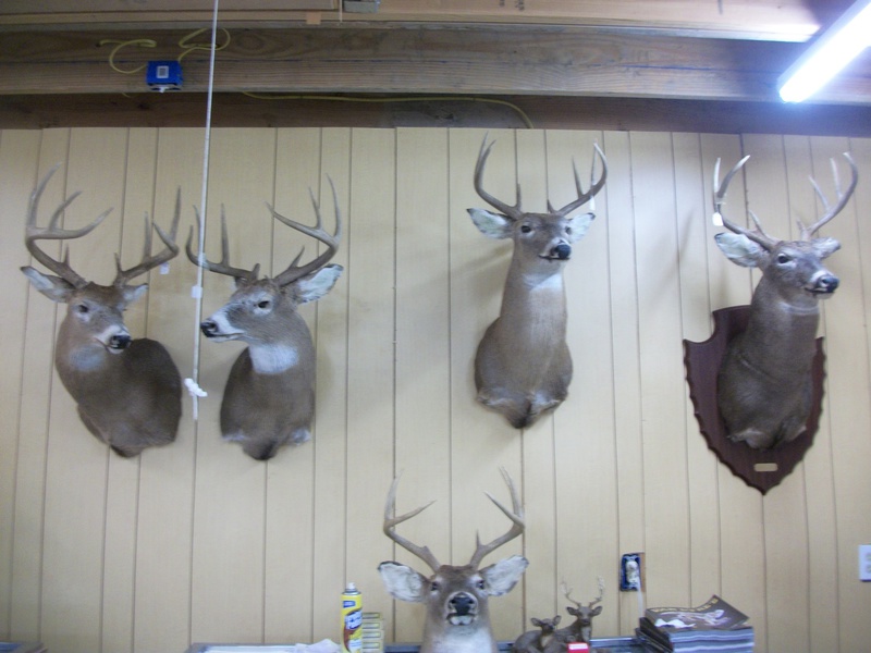 Taxidermy and Wildlife Management: 8 Collaborative Efforts