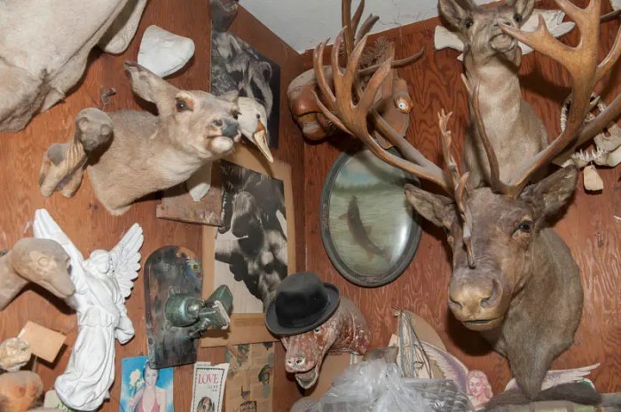 Taxidermists rare taxidermy hirsch