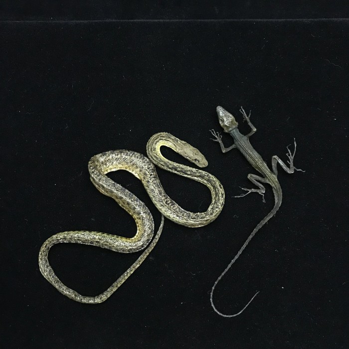 Rattlesnake taxidermy skulls