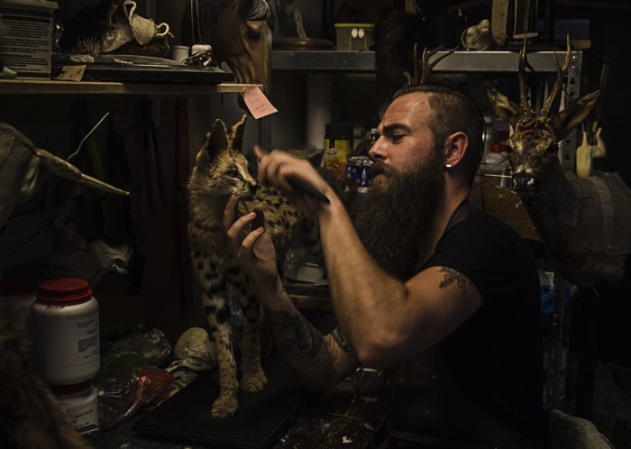 Taxidermy mount whitetail deer form forms supplies supply mounts foster using