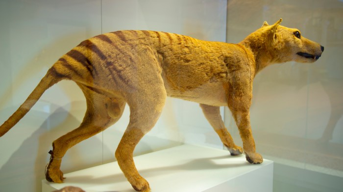 Taxidermy and Ecological Research: 12 Scientific Studies