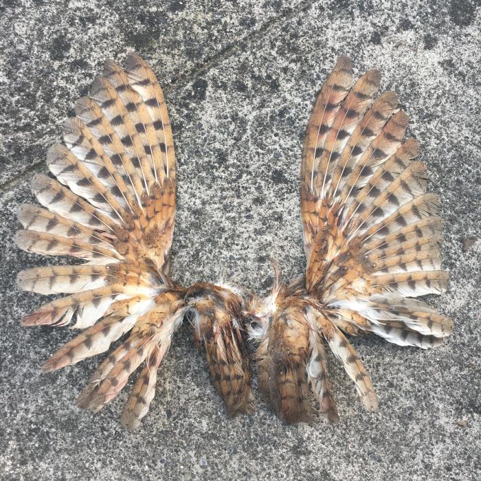 Taxidermy stanley park cbc horned deceased workshop