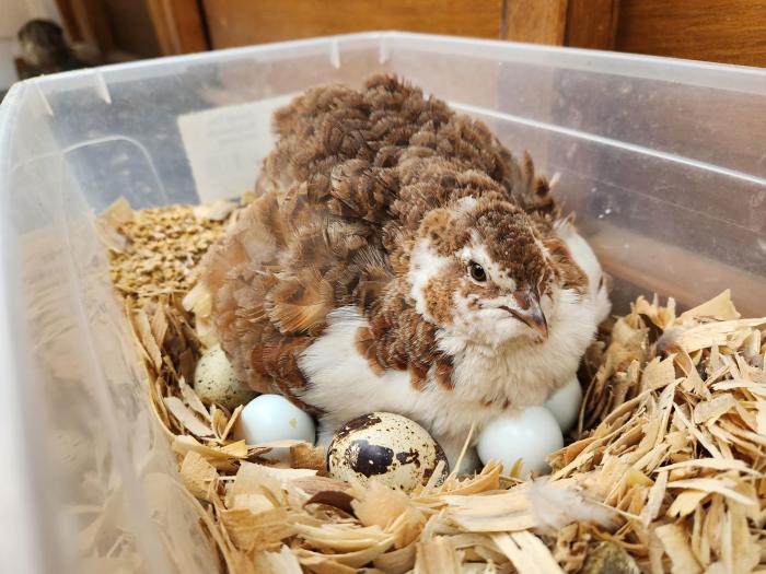 Taxidermy and Ecological Studies: 5 Research Methods