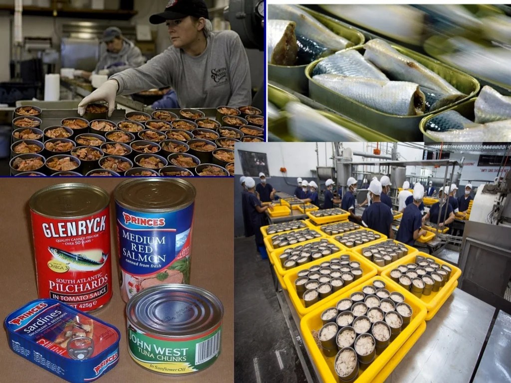 Drying preservation fish food sun dried process tray techniques sea conceptual thailand cuttlefish fresh