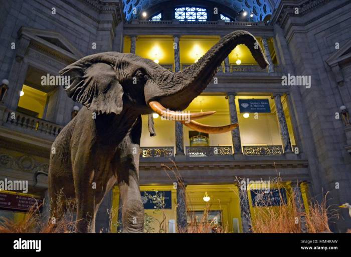 Taxidermy lion male kill zebra museum natural history batu diorama indonesia satwa alamy example city his Taxidermy lion male kill zebra museum natural history batu diorama indonesia satwa alamy example city his