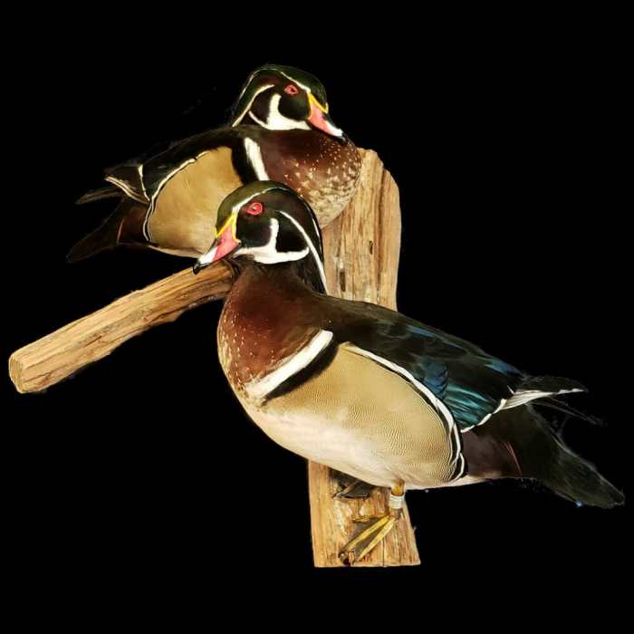 Taxidermy bird mounts display hunting incredible birds duck deer waterfowl mount