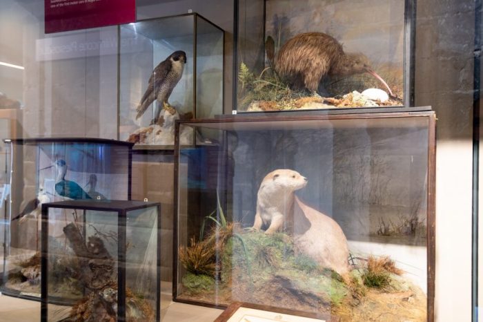 Taxidermist palmer lifetime devotes life