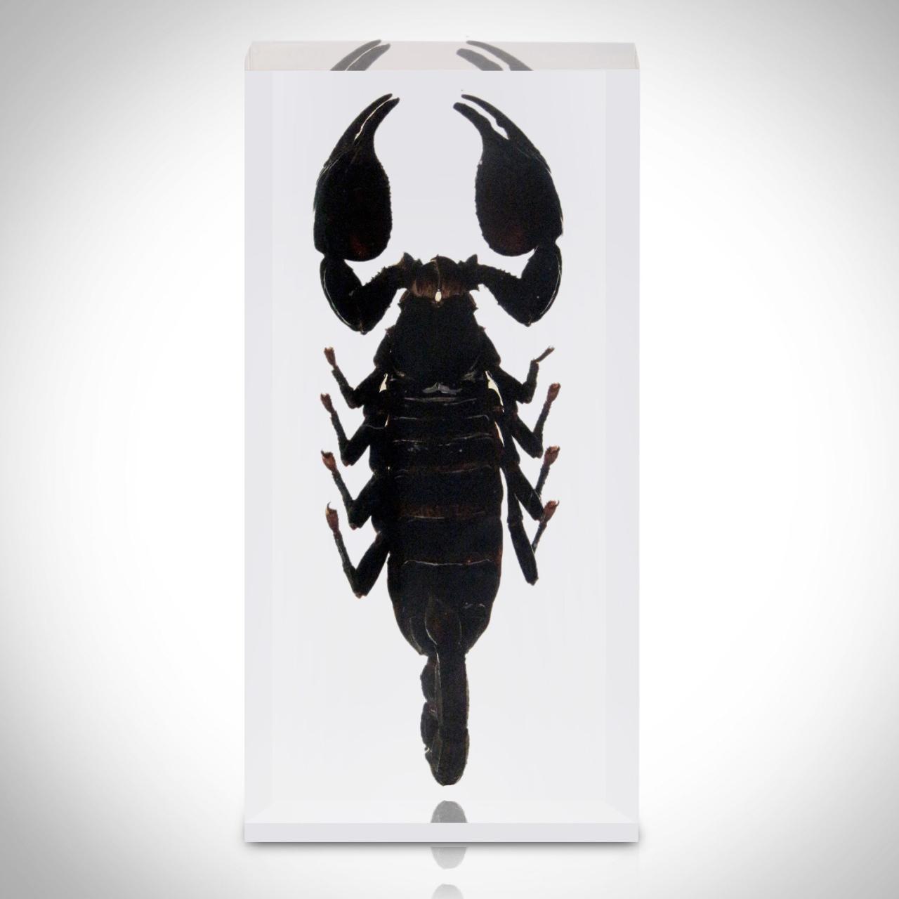 Advanced Arthropod Wing Preservation: 5 Taxidermy Techniques