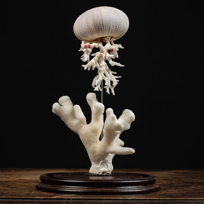 Trout brown taxidermy mounts fish mount replica homestead marinecreations