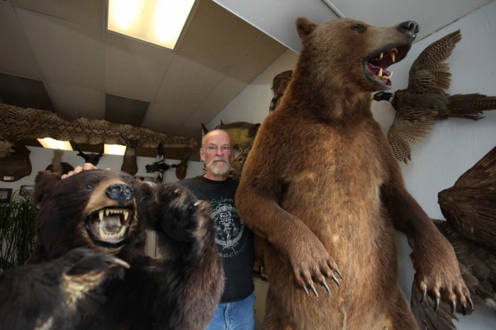 Taxidermy wdm nb 1599