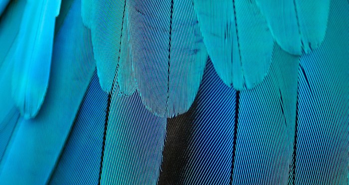 Grouse ruffed flying mount bird choose board taxidermy pheasant game