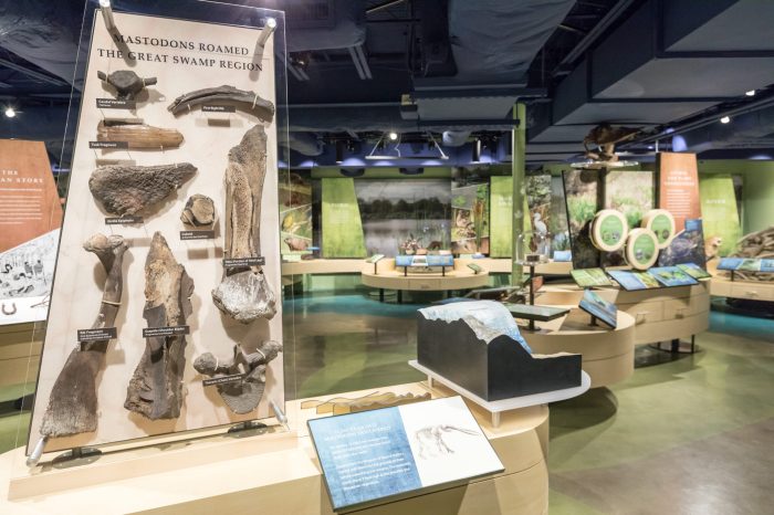 Taxidermy and Environmental Impact Studies: 11 Specimen Analysis