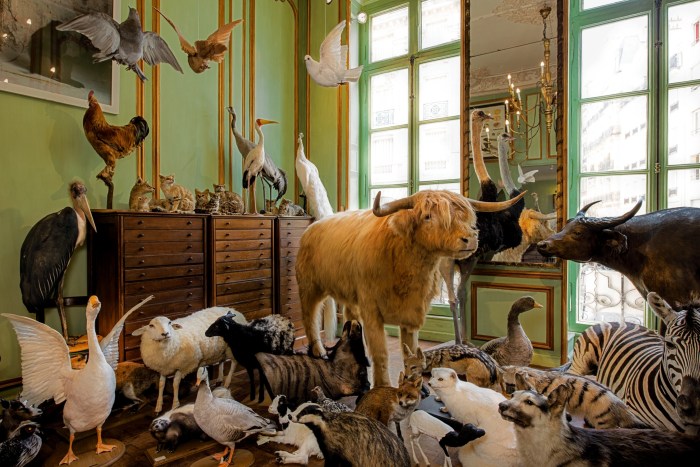 Taxidermy and Archaeological Finds: 6 Preservation Efforts