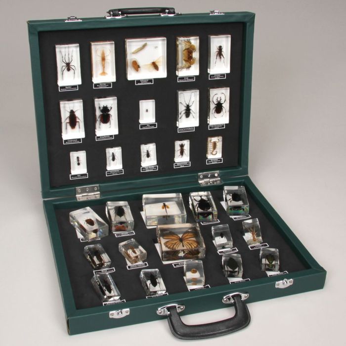 Advanced Arthropod Wing Preservation: 5 Taxidermy Techniques