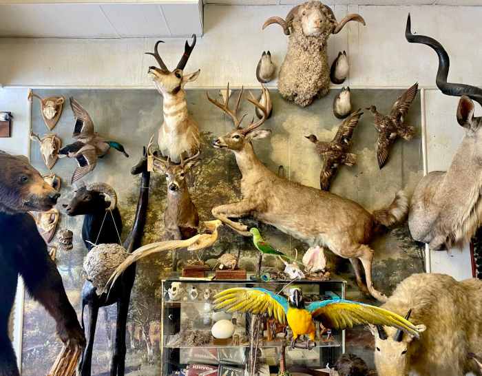Taxidermy and Environmental Monitoring: 12 Data Collection Methods