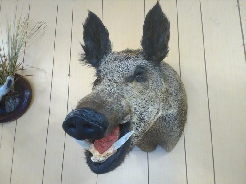 Taxidermy and Wildlife Art: 6 Collaborative Projects