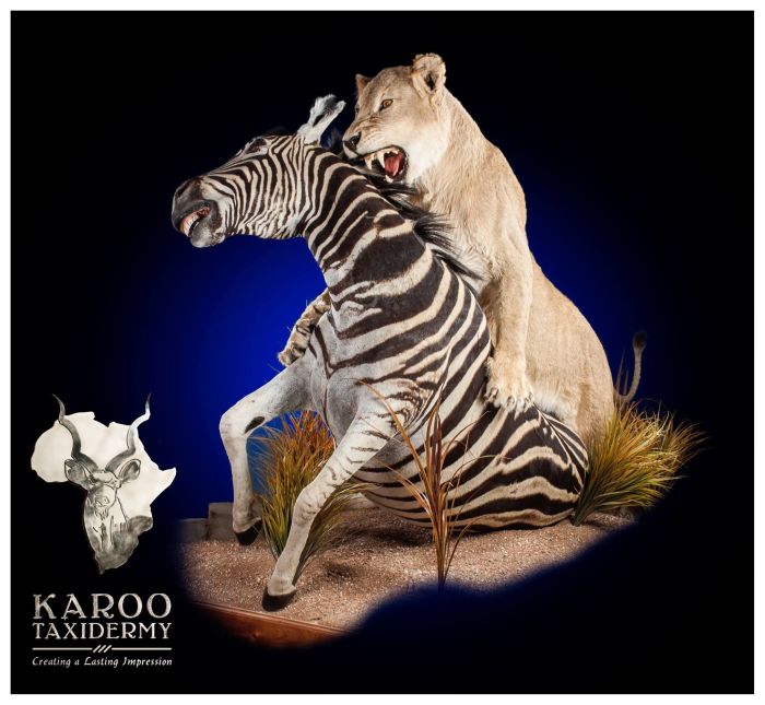 Diorama dioramas caracal fight