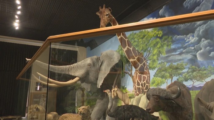 Taxidermy havel nikhilesh reproduced pavilion powell diorama museumcrush trustees