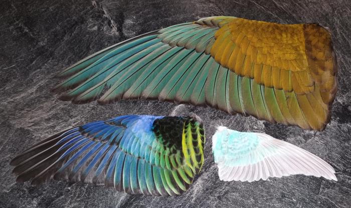 Butterfly butterflies pinning board diy crafts choose hmns blog shadow displays preserving boxes other halfway there Butterfly butterflies pinning board diy crafts choose hmns blog shadow displays preserving boxes other halfway there