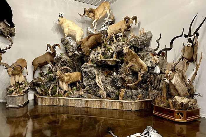The Art of Creating Dynamic Poses: 7 Taxidermy Displays
