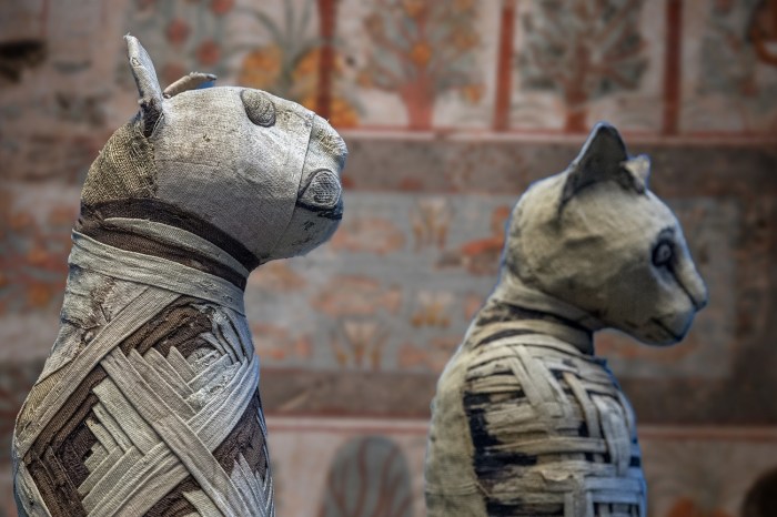 Taxidermy and Archaeological Finds: 6 Preservation Efforts