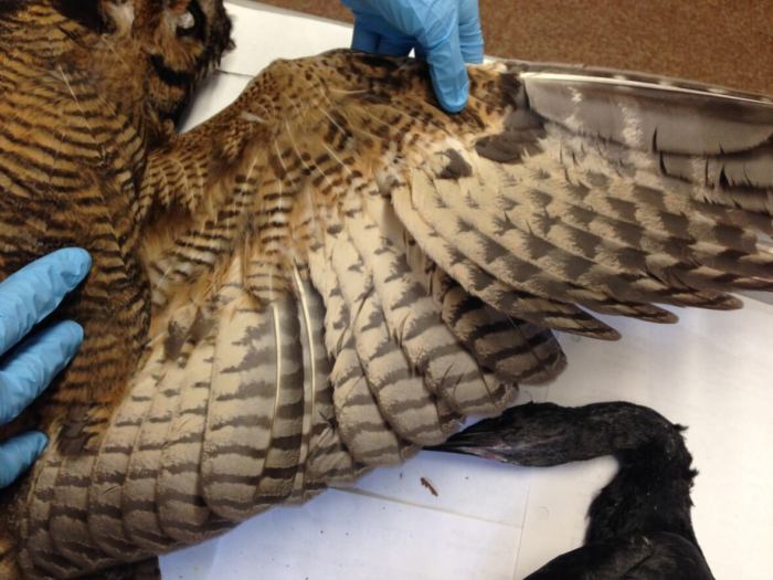 Advanced Arthropod Wing Preservation: 5 Taxidermy Techniques