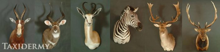 Pedestal taxidermy mounts pedestals mule taxidermist