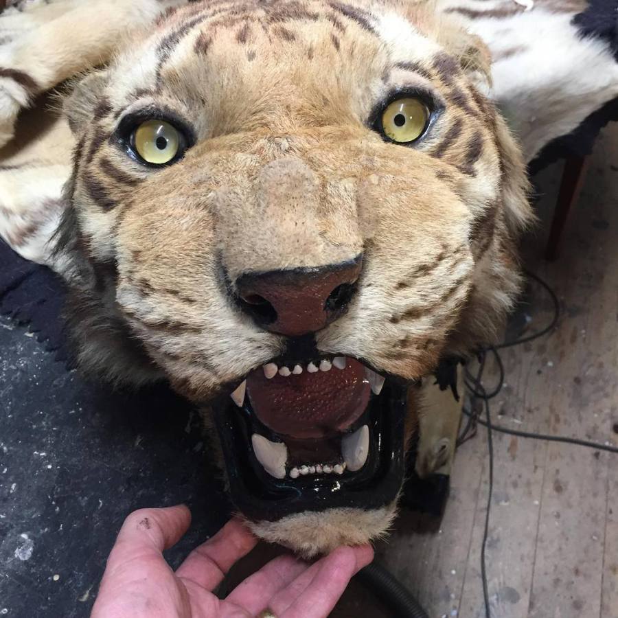 Taxidermy Taxidermy