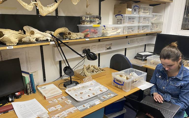 Zooarchaeology anthropology